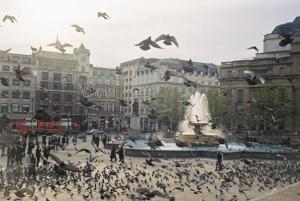 Pigeons in Trafalgar Square
